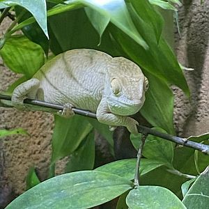 Tropical Realm - Parson's chameleon 221022