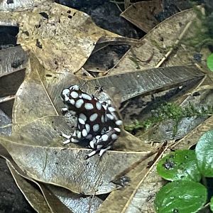 Tropical Realm - Maranon poison frog 221022