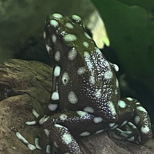 Tropical Realm - Maranon poison frog 221022