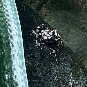 Tropical Realm - Maranon poison frog 221022