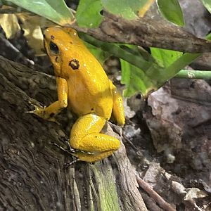 Tropical Realm - Golden poison frog 221022