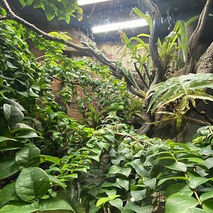 Tropical Realm - Eastern casquehead iguana and Golden poison frog exhibit 221022