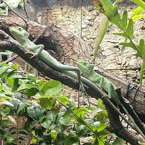 Tropical Realm - Eastern casquehead iguanas 221022