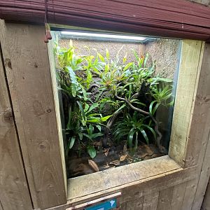 Tropical Realm - Strawberry poison frog exhibit 221022