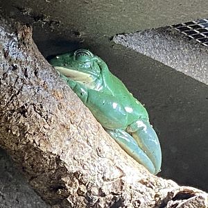 Tropical Realm - Mexican leaf frog 221022