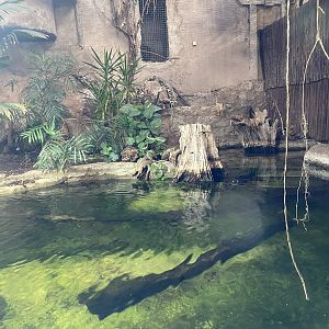 Tropical Realm - Spectacled caiman exhibit 221022