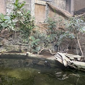 Tropical Realm - White-winged duck exhibit 221022
