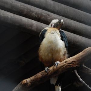 Tropical Realm - Visayan tarictic hornbill 221022