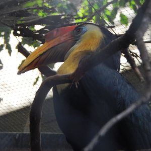 Tropical Realm - Sunda wrinkled hornbill 221022