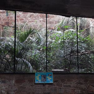 Tropical Realm - Javan rhinoceros hornbill exhibit 221022