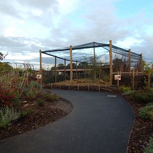 Indian peafowl aviary 221022