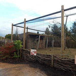 Indian peafowl aviary 221022