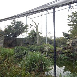 Large European aviary 221022