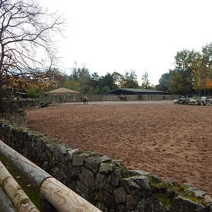 Bactrian camel and Persian onager enclosure 221022