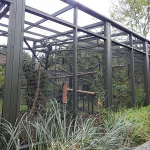 White-belted black-and-white ruffed lemur enclosure 221022
