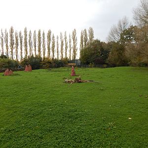 Giant anteater and Capybara enclosure 221022