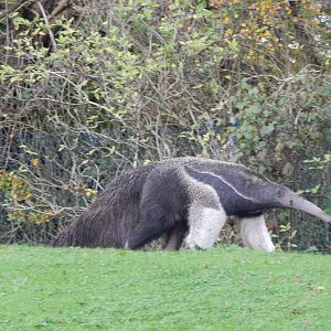 Giant anteater 221022