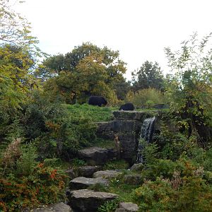 Spectacled bear enclosure 221022