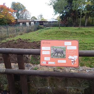 Warthog enclosure 221022