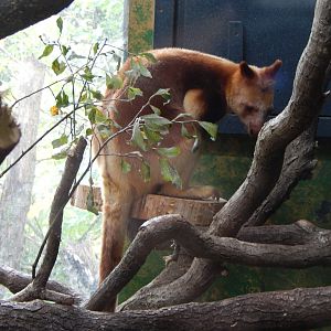 Islands - Goodfellow's tree kangaroo 221022