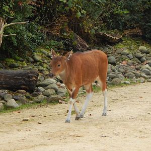 Islands - Javan banteng juvenile 221022