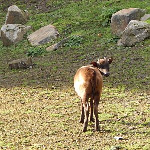 Islands - Lowland anoa juvenile 221022