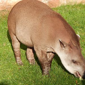 South American tapir 221022