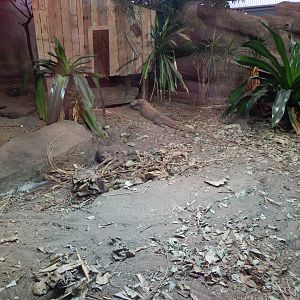 Dragons in Danger - Komodo dragon exhibit 221022