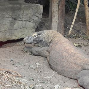 Dragons in Danger - Komodo dragon 221022