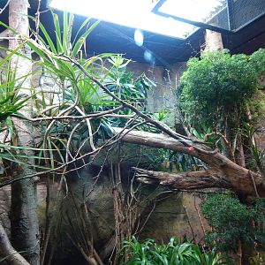 Dragons in Danger - Mixed exhibit 221022