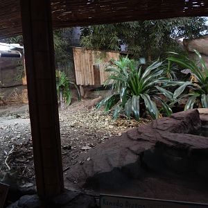 Dragons in Danger - Komodo dragon exhibit 221022
