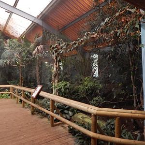 Dragons in Danger - Mixed aviary 221022