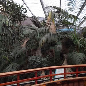 Dragons in Danger - Javan green magpie 221022