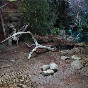 Dragons in Danger - Tortoise exhibit 221022