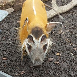 Red river hog 221022