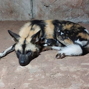 African wild dog 221022