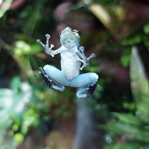 Islands - Monsoon Forest - Little rock frog 221022