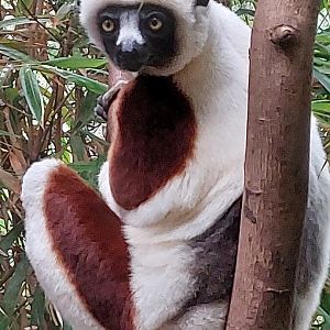 Coquerel's sifaka 221022