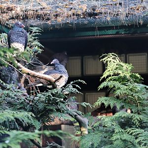 Scaled pigeons (Patagioenas speciosa)
