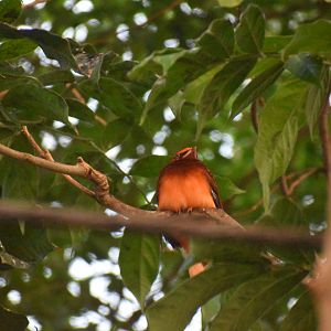 Bird ID Needed (Dallas World Aquarium)