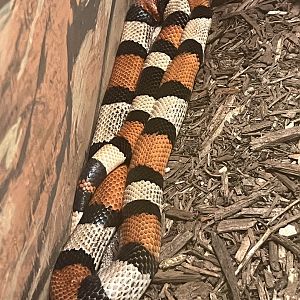 Pueblo the Pueblan Milk Snake
