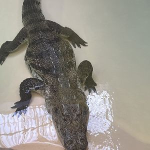 Luna the West African Crocodile