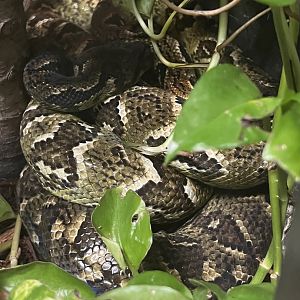 Madagascar Tree Boas(two curled up together)