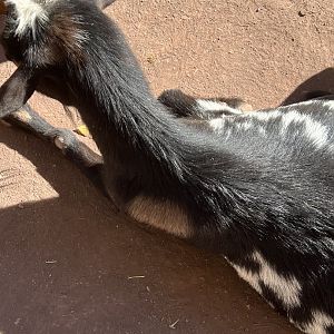 Parker the Nigerian Dwarf Goat