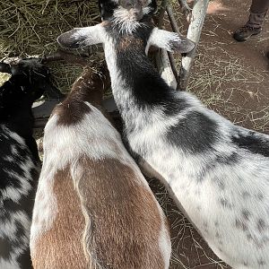 Nigerian Dwarf Goat
