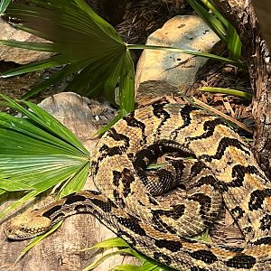 Timber Rattlesnake