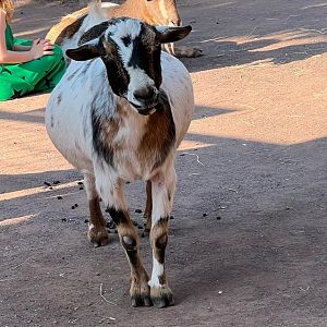Comet the Nigerian Dwarf Goat