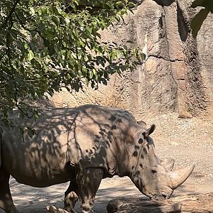 Tony the Southern White Rhino