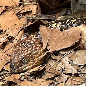 Shingleback Skink