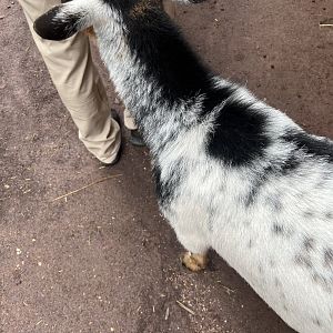 Comet asking for attention